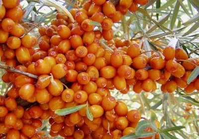 Četiri imuno bombe sa kojima treba dočekati proljeće