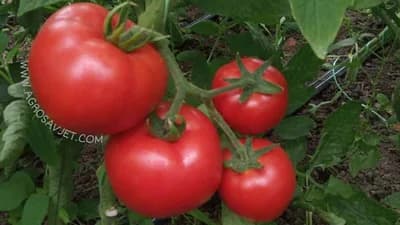 Koje vitamine sadrži paradajz?