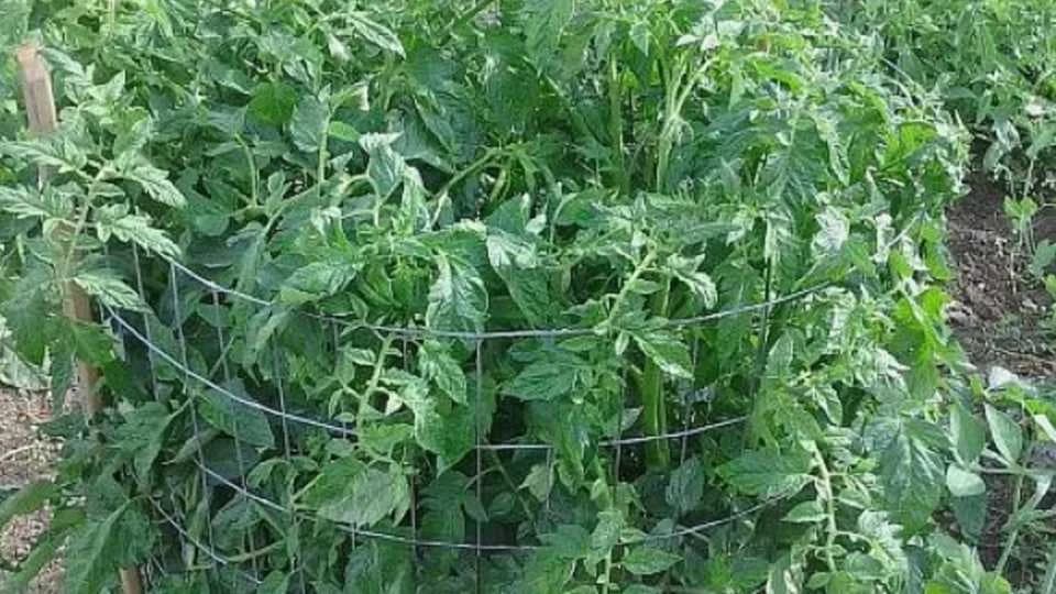 Posadite paradajz u kavezu oko kante – Sjajna ideja za zalivanje