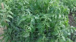 Posadite paradajz u kavezu oko kante – Sjajna ideja za zalivanje