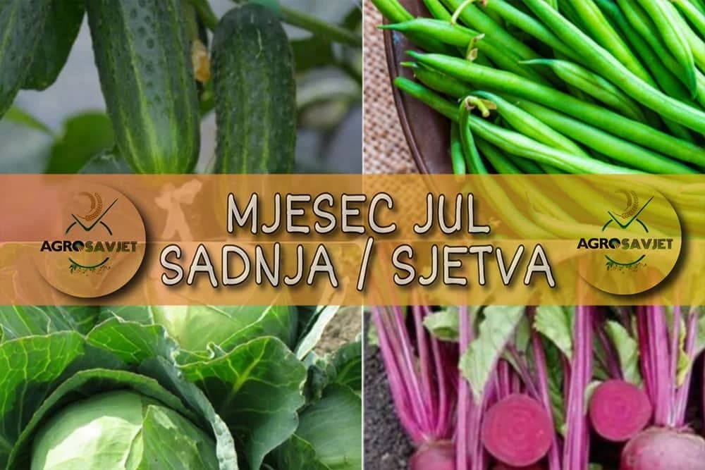 Evo šta možete sijati u julu - Obezbijedite povrće za jesenju potrošnju