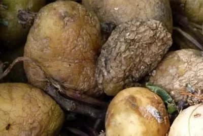 Srebrolikost krompira napada krtole u jesen