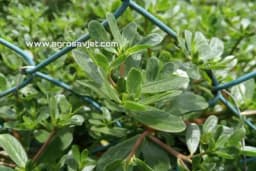 TUŠT ljekoviti korov koji raste po našim baštama i livadama /RECEPTI/