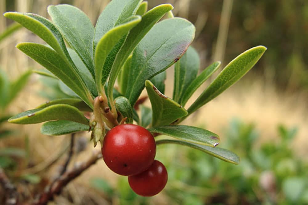 Uvin čaj - Veoma efikasan u borbi protiv urinarnih infekcija