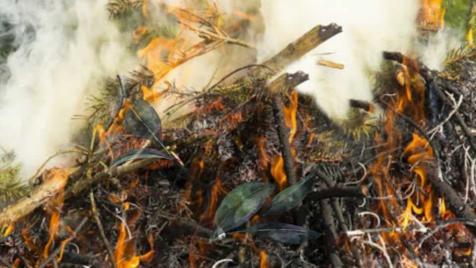 Zašto je bitno spaljivanje biljnih ostataka?