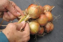 Kako isplesti vijenac od luka!