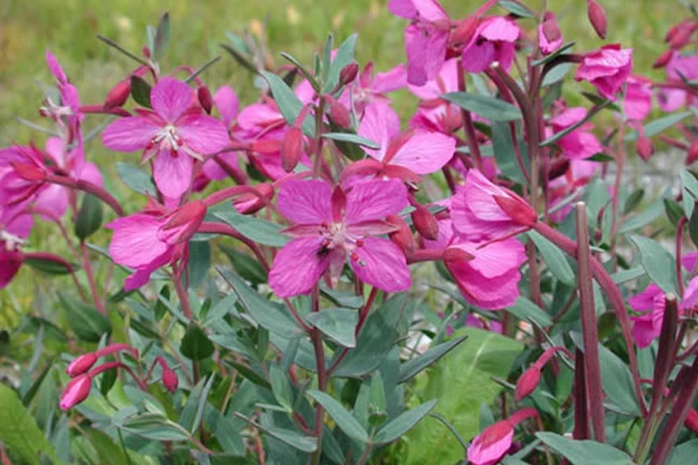 Ivan čaj ili vrbovica