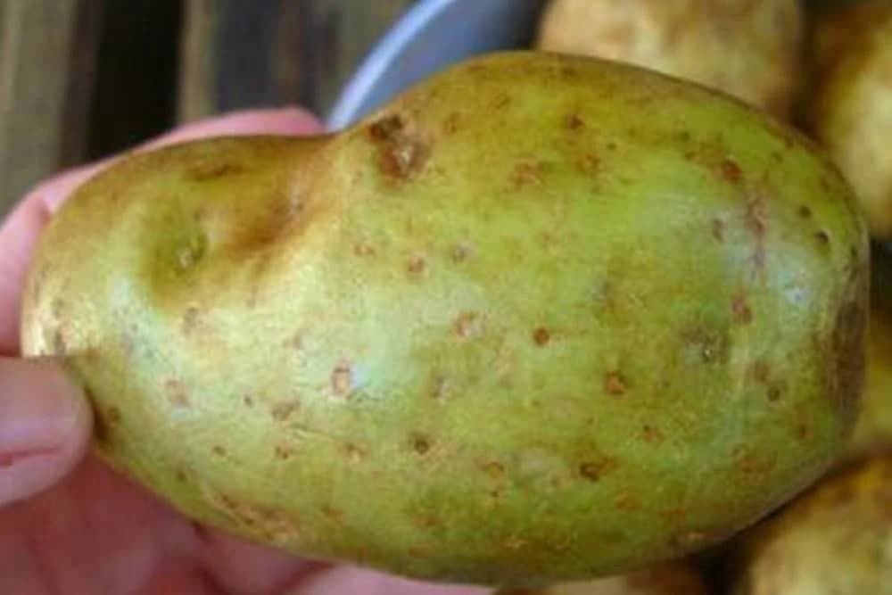 KROMPIR se ovako čuva, a ako se ovo desi NE SMIJETE ga jesti