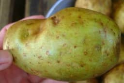 KROMPIR se ovako čuva, a ako se ovo desi NE SMIJETE ga jesti