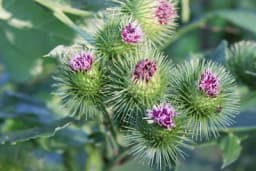 Kako koristiti ČIČAK kod raznih tegoba po receptima Vase Pelagića