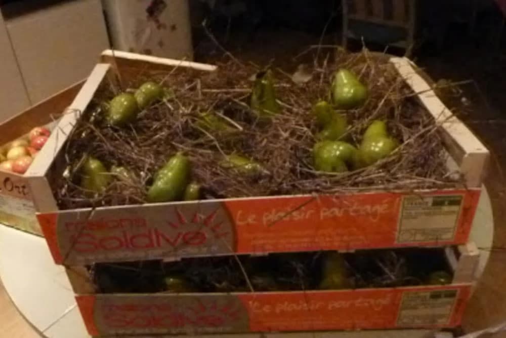 ČUVANJE PLODOVA VOĆA