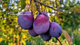 Šljive i njihova korist u ljudskoj ishrani