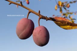 Prinos šljive po stablu