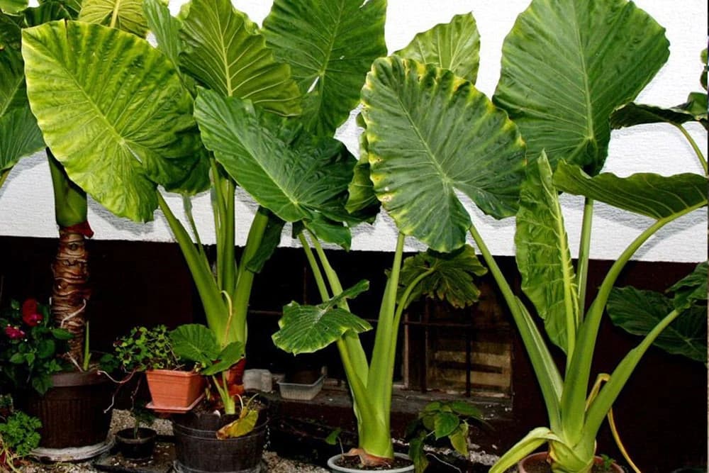 ADAM - Njega i održavanje