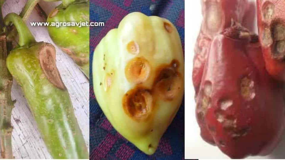 ANTRAKNOZA PAPRIKE