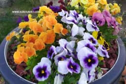 Dan i noć - Ovaj cvijet cvjeta čak i ispod snijega