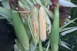 Kako i kada ubirati plodove - Za najbolji ukus gajenog voća i povrća slijedite ove savjete