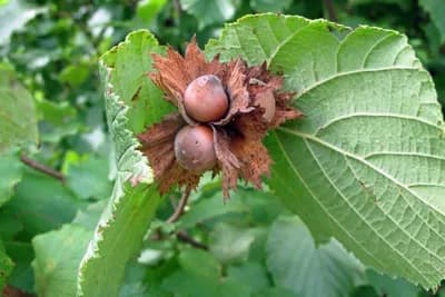 Podizanje zasada LIJESKE na pravi način!