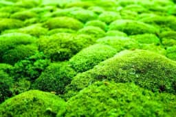 Mahovina i njene koristi u bašti!