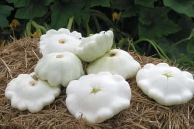 Patišon tikvice - Neodoljivog su ukusa ali i izgleda!