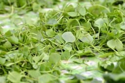 Potočarka - Dragocjena biljka koja sadrži više vitamina C od limuna