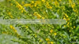 Petrovac - Kraljevska trava koja liječi malokrvnost, rane, reumu...