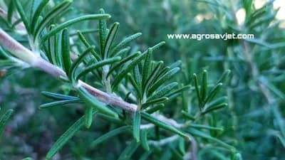 Ruzmarin: Sve što treba da znate o ovoj ljekovitoj biljci!