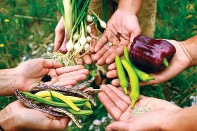 Kako ubrati i čuvati sjeme povrća i cvijeća?