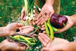 Kako ubrati i čuvati sjeme povrća i cvijeća?