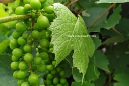 Naučnici uspjeli da pronađu način da eliminišu filokseru u vinogradima?