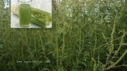 Spas od ambrozije: Narodni ruski lijek koji će vam pomoći da suzbijete alergijsku reakciju