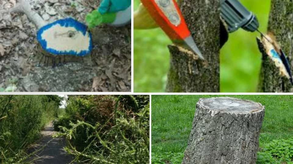Arboricidi - Sredstva za uništavanje drveća većeg prečnika, panjeva i šiblja!