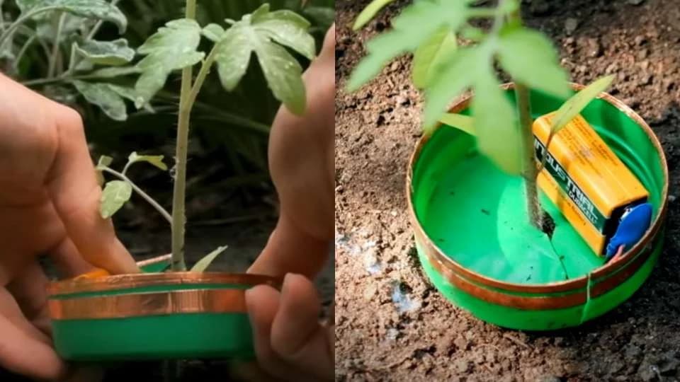 Potpuno ORGANSKI - Zaštita biljaka od PUŽEVA pomoću BATERIJE I BAKRENE TRAKE