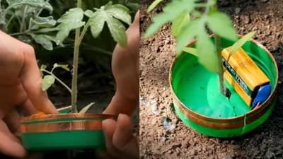 Potpuno ORGANSKI - Zaštita biljaka od PUŽEVA pomoću BATERIJE I BAKRENE TRAKE