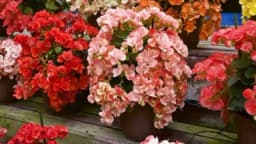 Begonija - Gajenje, njega i održavanje