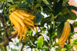 Budina ruka - popularno mirisno voće slično limunu!