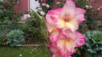 Otkrvamo vam kako se pravilno gaje gladiole