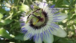 Isusov vijenac - Loza sa najljepšim cvijetom!