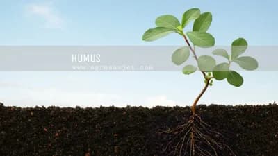 Ni kompost ni stajnjak nisu HUMUS!