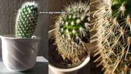 Kaktus zahtijeva pažnju i njegu: Savjeti da ova biljka procvjeta