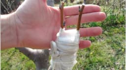 Evo koje sve voće možete da kalemite