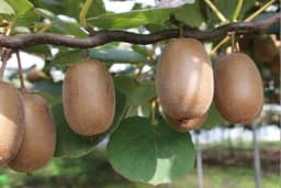 Muška biljka kivija ne plodonosi - Kako razlikovati pol?