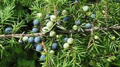 Kleka - Za šta je sve dobra i ko je ne smije koristiti