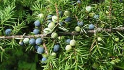 KLEKA - Kada i kako je brati i sušiti?