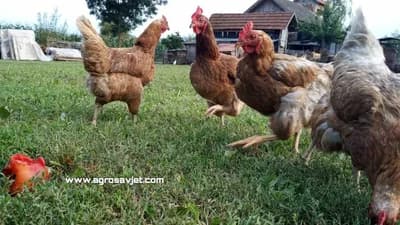 Rase koka nosilja - Koje kokoške odabrati?