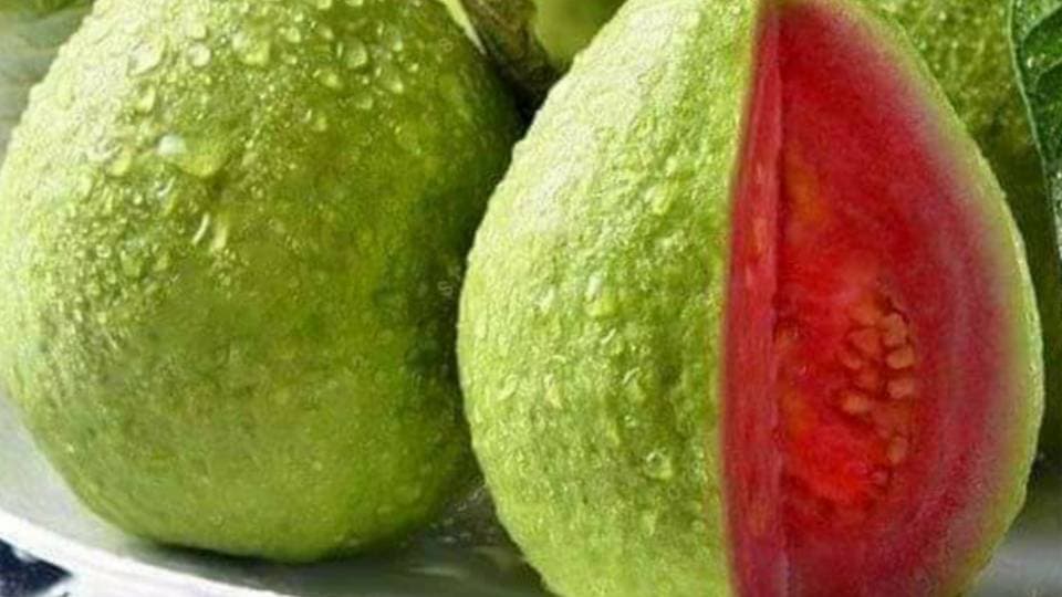 kurška lubeničarka