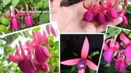 One cvjetaju cijelo ljeto - Minđuše ukras vašeg balkona!