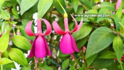 Pet biljaka koje možete da zasadite ako vam je terasa u hladovini