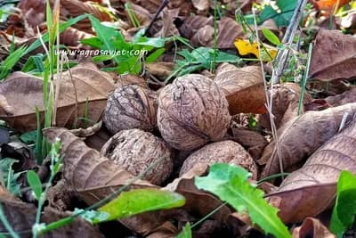 Orasi su zdravi i ljekoviti isključivo u ovoj dozi