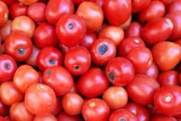 BER je najčešći problem na plodu paradajza - Evo kako da ga spriječite